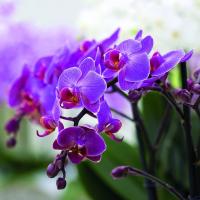 Vad är vanliga i Phalaenopsis orkidéer och Decembrists?