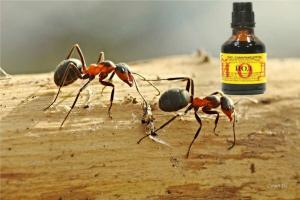 Jod genom att eliminera myror