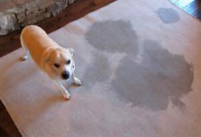 Ledningen hund urin lukt från mattan, soffa, lägenhet
