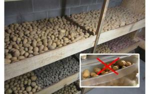Fel i potatis lagring. Hur man lagrar potatis.