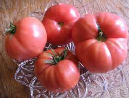 6 krävande underdimensionerad tomat avel sibirisk
