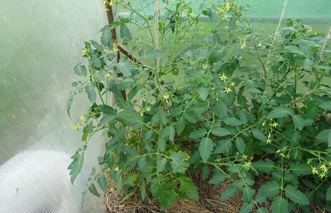 11 juni 2019, Kursk. Två buske tomat avgörande för en typ av mykorrhiza och utan knappast skiljer sig åt.