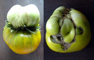 Sanningen om de dubbla blommor i tomater, ta bort eller inte