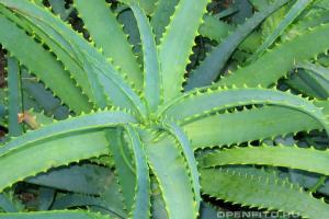 Agave: medicinska egenskaper av växter