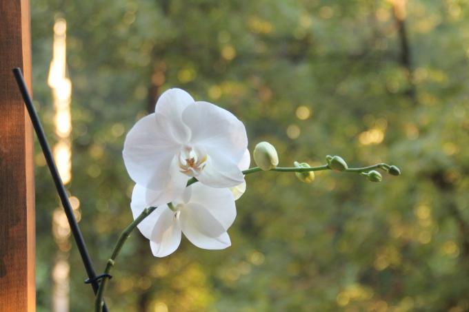 Min vita phalaenopsis sommaren blommade för första gången efter köpet. Håll en artikel på sin sida på det sociala nätverket, för att inte förlora och att dela med vänner!