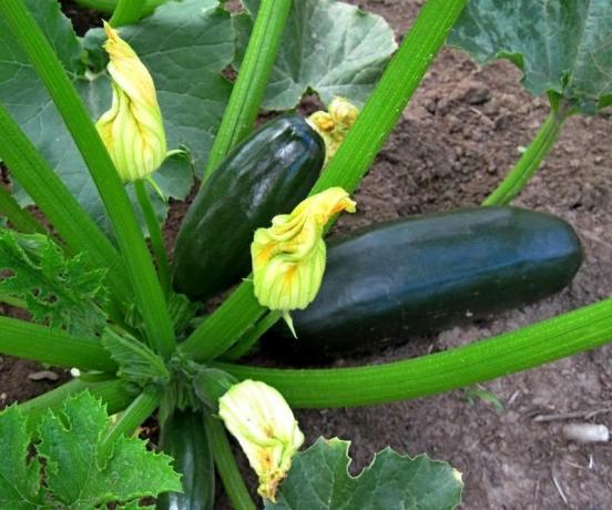 Förfall zucchini. Foto från Internet