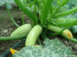 Det är värt att sätta i hålet vid plantering zucchini