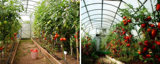 Tomater från växthuset till bordet och alltid... till arbetsstycket!