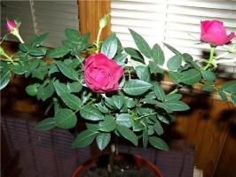 Rose på ett fönsterbräde - hemligheter riklig blomning
