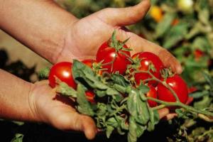 6 hemligheter: tomater är utsökt, saftiga och stora