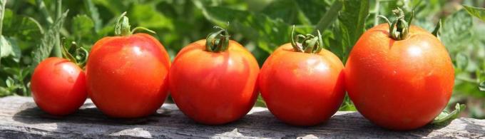 Färska tomater på bordet är alltid vägen!