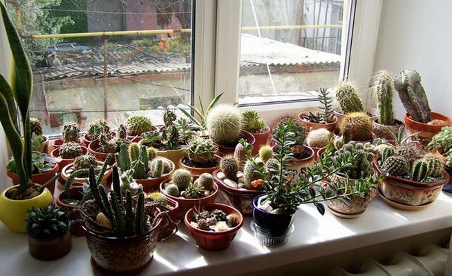 Insamling av kaktusar på södra fönstret