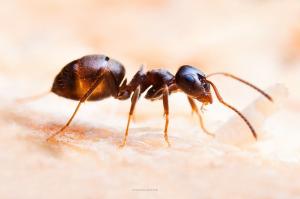 Från myror leverera gryn enda extra ingrediens