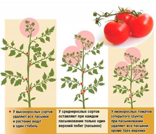 Pasynkovanie tomat har flera system | Source Bild my-fasenda.ru