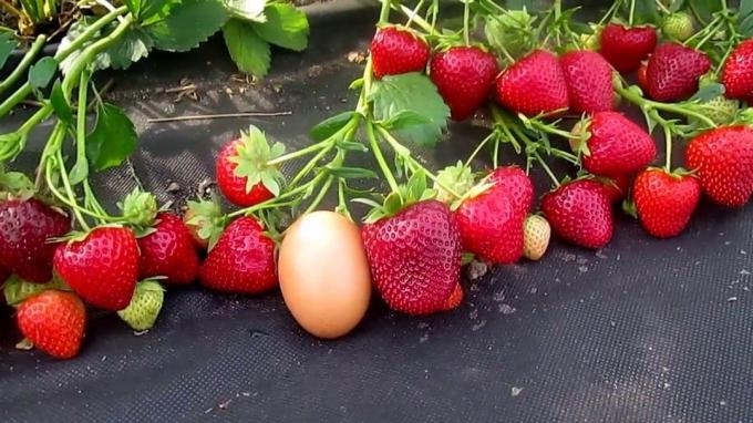 Vintage stora och söta jordgubbar (Foto från internet)