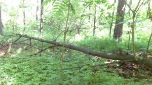 Skörda och förbereda skogen för den unika hantverk