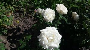 Secrets of rose odling