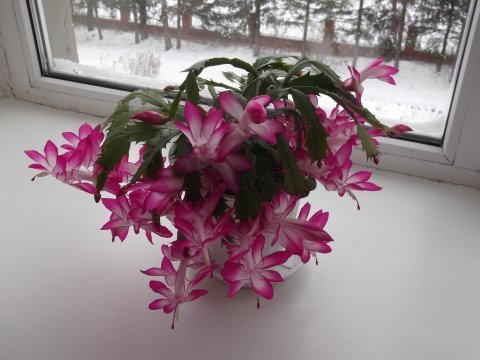 Ett annat exempel på riklig blomning under vintern DEKA