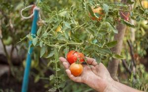 Varför tomater blommade ymnigt, och har vuxit lite frukt.
