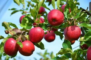 Vad händer om äpplet och plommon inte bära frukt?