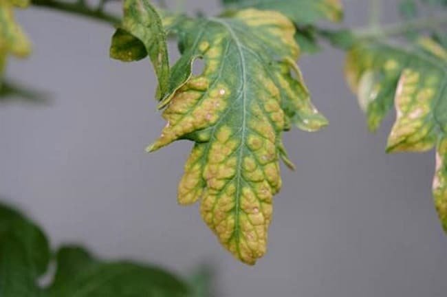 Bilder gula blad från tomat