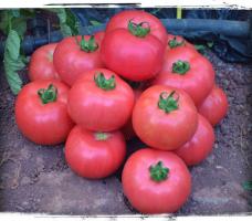 5 sorter av stora och köttiga tomater