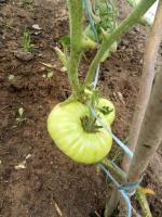 Tomater i juli. Förebyggande apikala röta och utfodring