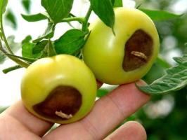 Blossom röta tomater: symtom och behandling