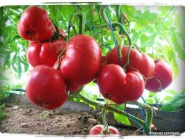 5 mest produktiva sorter av tomater