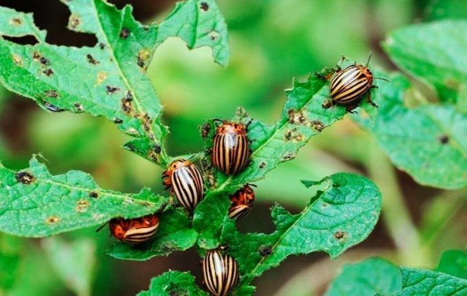 Avvisande senap kommer att hjälpa att bli av skalbaggar | ZikZak