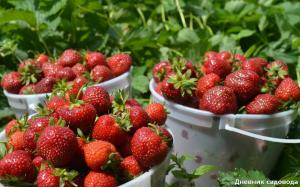Gödsling jordgubbar, vilket kommer att öka produktiviteten med 2-3 gånger