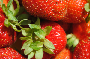 Hur att plantera och föröka jordgubbar med agrovoloknom i trädgården. För- och nackdelar