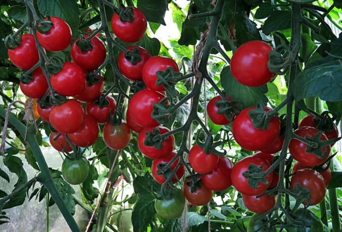 Tomater mognat på busken, stor nytta i smak och lukt i "fönster"