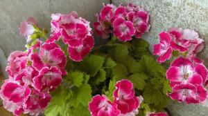 Gödsling på våren geranium: 3 alternativ för start av mass blomning
