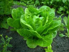 Topp 5 grönsaker som växer i skuggan