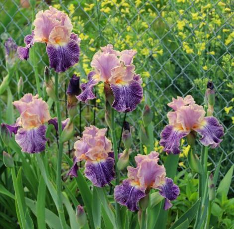 Iris kan kallas gudomliga blomma. De gamla grekerna som heter anläggningen för att hedra deras gudinna Iris, som härstammar från himlen i den dödliga världen över regnbågen. Iris och översätter som "Rainbow" Senare botanister beslutat att inte röra någonting i namnen. Och det med rätta!