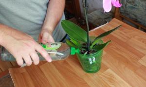 Hur ofta och hur man vattna orkidén huset