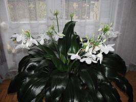 Varför är det värt att ha ett hem euharis (Amazonas lily). Värdighet och omsorg ❗