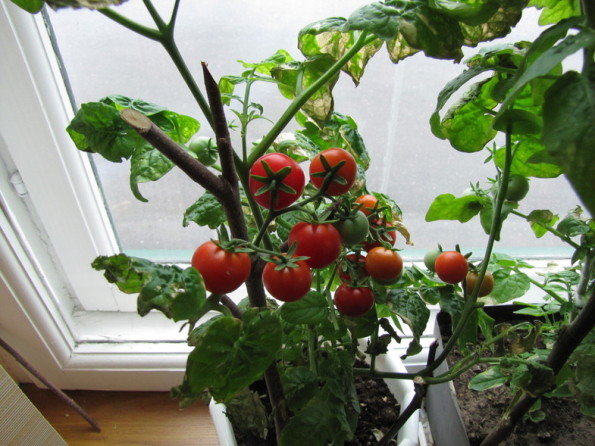 önskade tomater