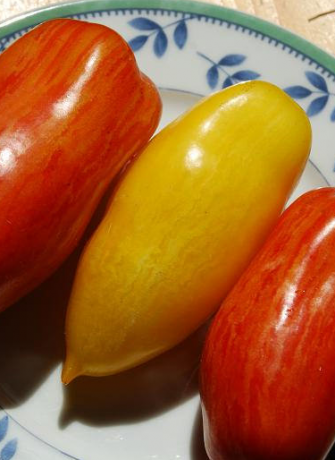 Sorter av tomater Banan ben (visas gul)