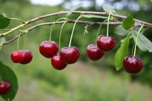 Till Cherry god frukt under nästa år: Hur gör jag för gödsla och skydda mot gnagare