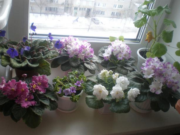 Sällsynta variant: violets, blommar på vintern. Visa: http://ssdosug.ru