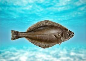 Fish hälleflundra: beskrivning, fördelar och eventuella skador på kroppen