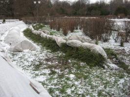 Granris för skydd för vintern: Hur farligt och hur man gör