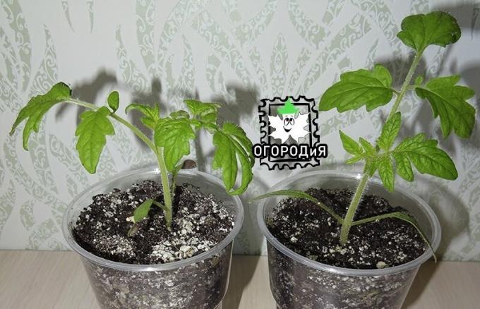 Tomatplantor 2019