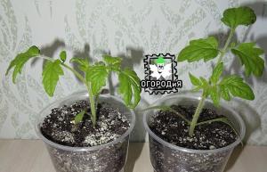 Låt oss odla tidiga tomater tillsammans