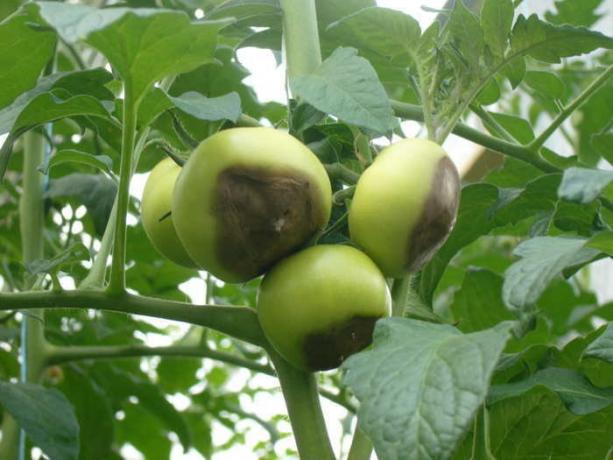 Ruttnande i busken tomater