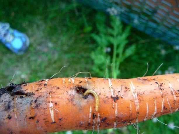 Skalbaggar - skalbaggslarver, knäpparlarver. Golden mask inte bara mekanisk skada - djupa tunnlar, och äter roten inuti. Typiskt, hålet mer och blir en "gateway" för svampar och bakterier, på grund av vilka grödan ruttnande. Det finns, är du sannolikt inte att vara!