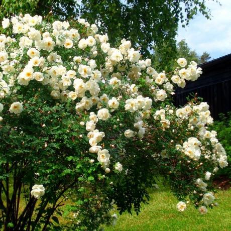 Delikat vit rosenbuske