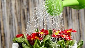 Hur kan vattna blommorna för snabb tillväxt och riklig blomning